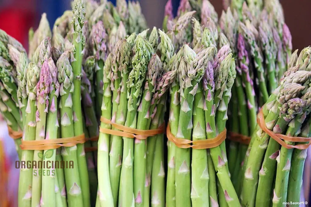 Harvested Mary Washington & Argenteuil Asparagus Spears, Tender and Delicious