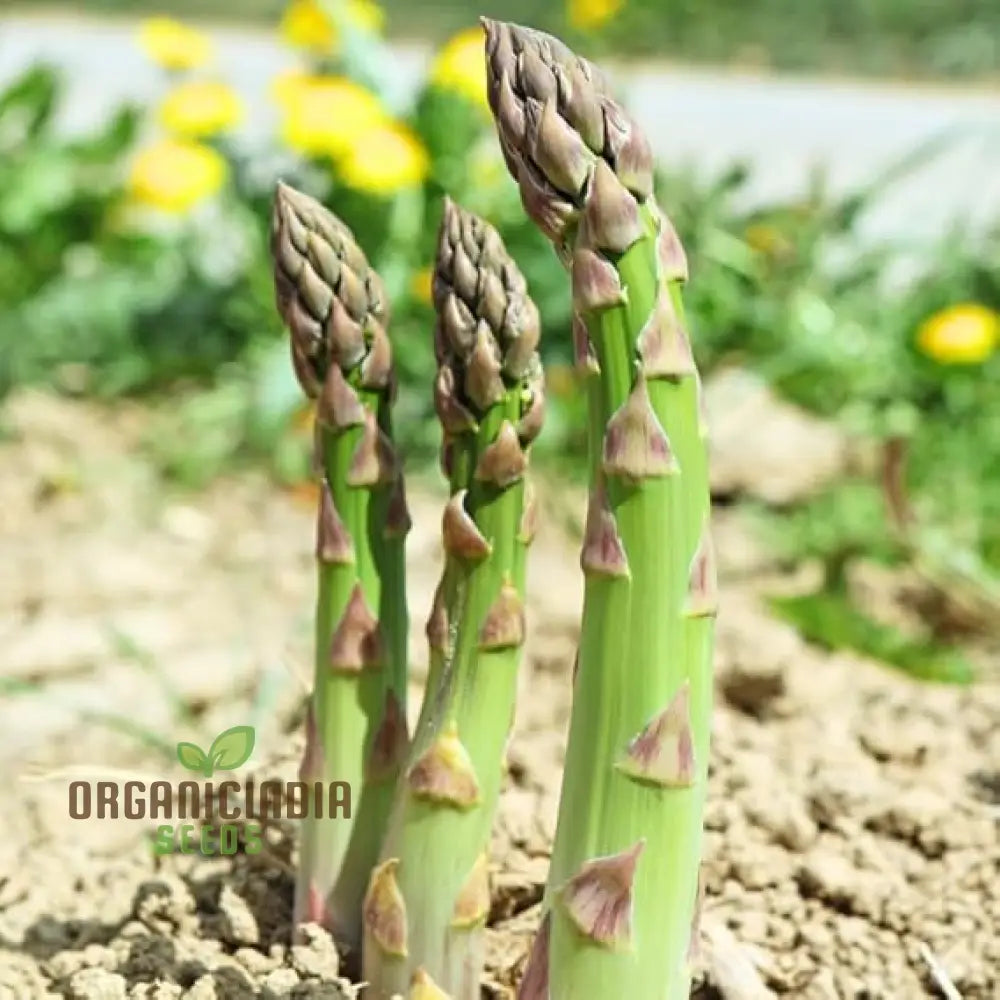 Mary Washington & Argenteuil Asparagus Seeds Packet, Heirloom Non-GMO Seeds for Planting