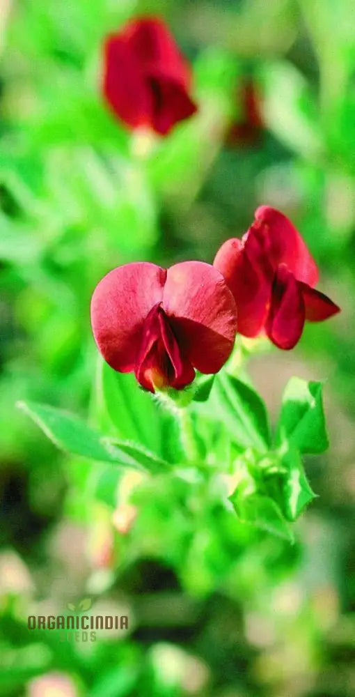 Fresh Asparagus Pea Pods from Seeds, Edible Winged Pea Variety