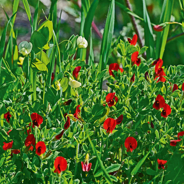Asparagus Pea Climbing on Trellis, Home Garden Vine