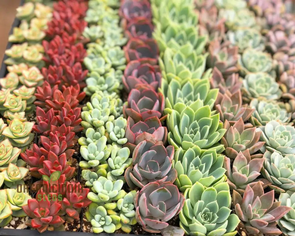 Assorted succulent seeds for indoor and outdoor gardens