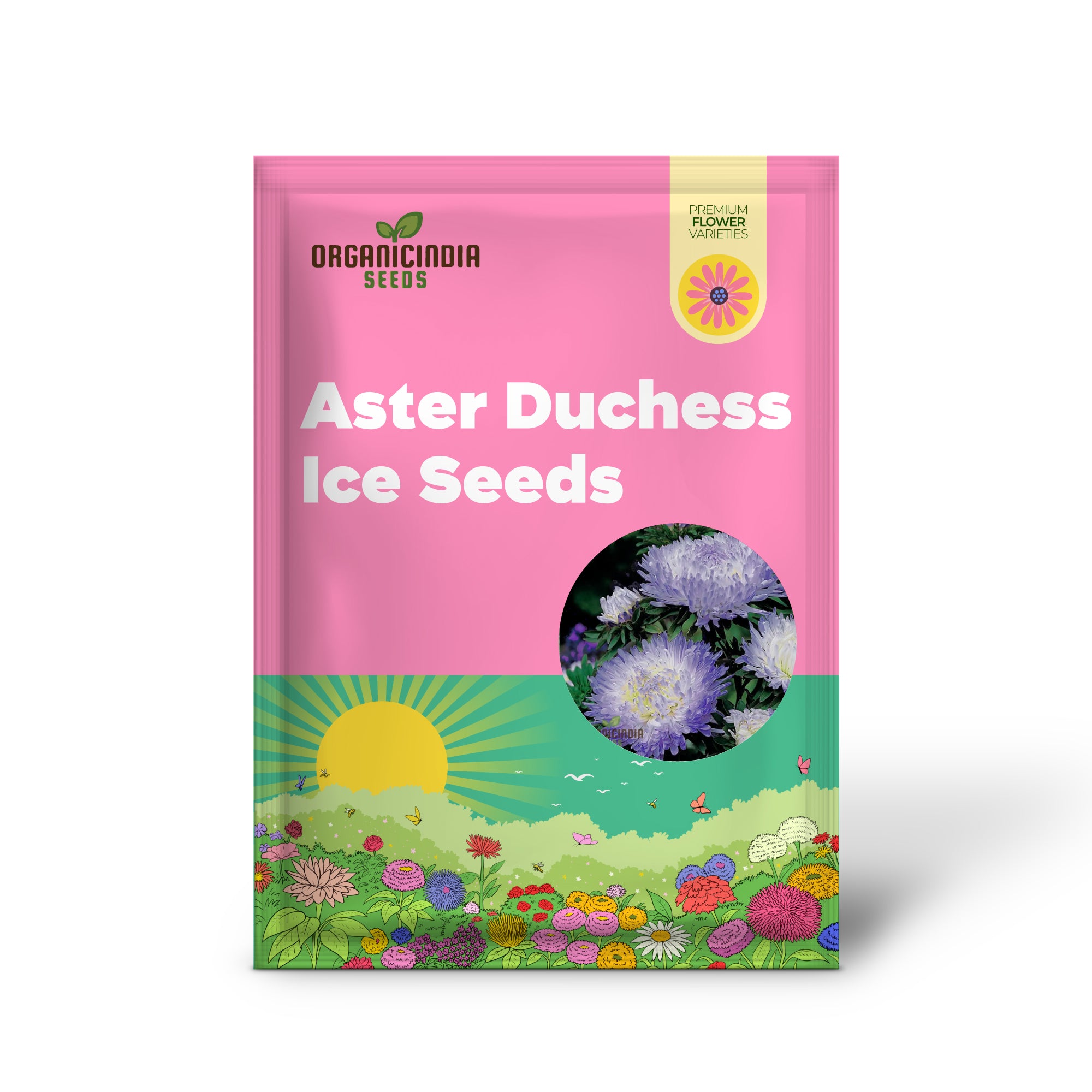 Aster Duchess Blue Ice seeds growing into healthy seedlings