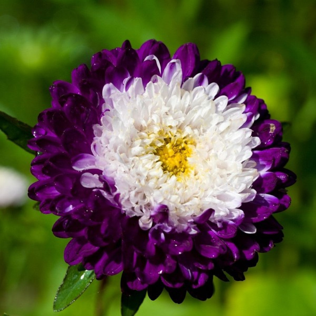 Purple & White Aster Flower Seeds, Beautiful Bi-Color Blooms, Non-GMO