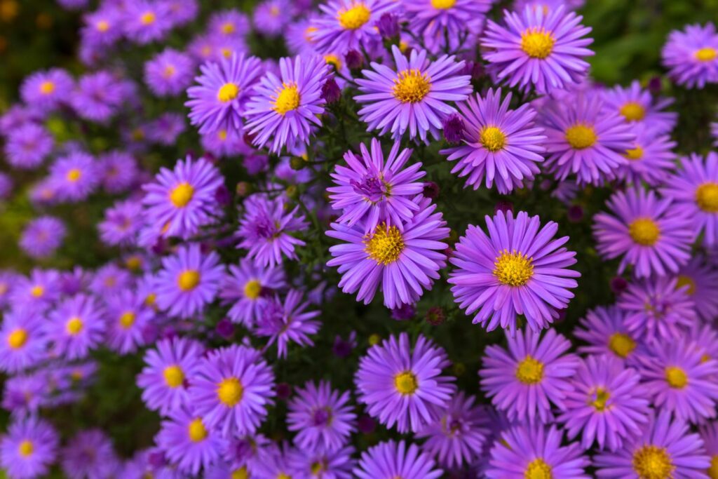 Aster Flower Seeds Producing Soft Mauve Petals