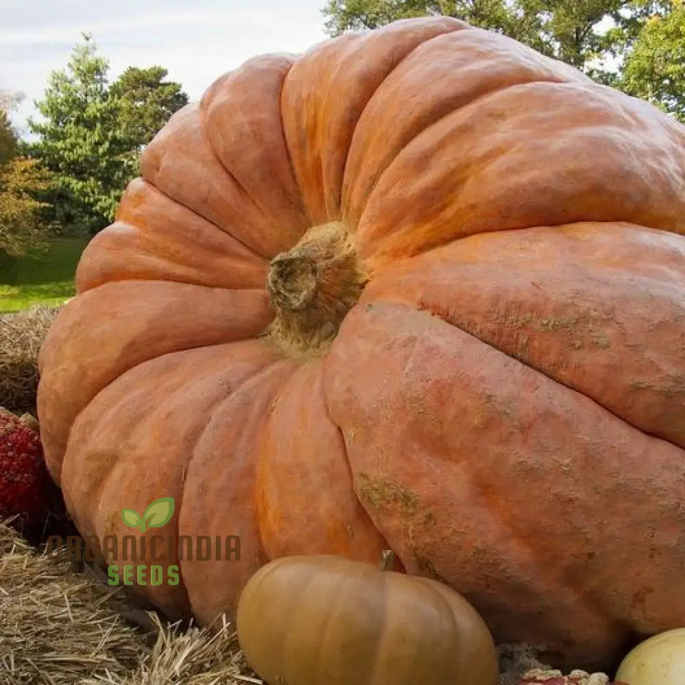Mature Atlantic Giant Pumpkin Vine from Seeds, Large Fruit Pumpkin Plant