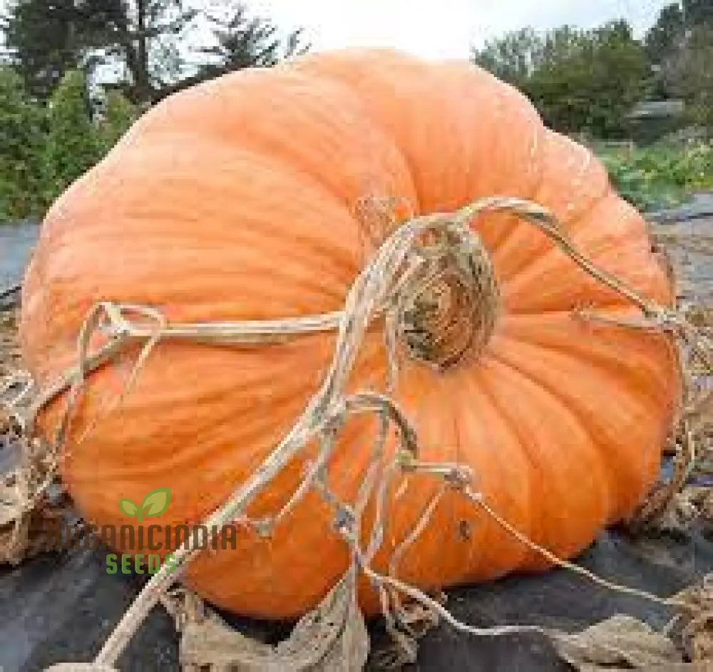 Atlantic Giant Pumpkin Seeds for Planting, Premium Giant Pumpkin Seeds