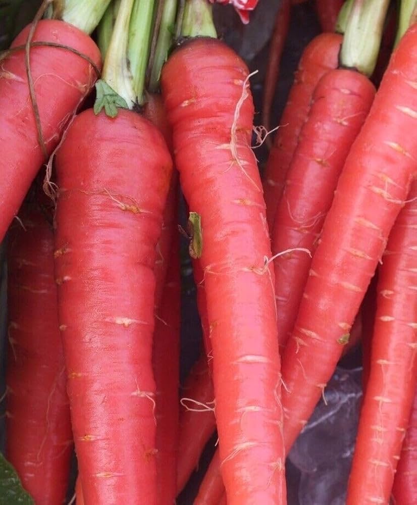 Mature Atomic Red Carrot Plant Producing Vibrant Red Roots