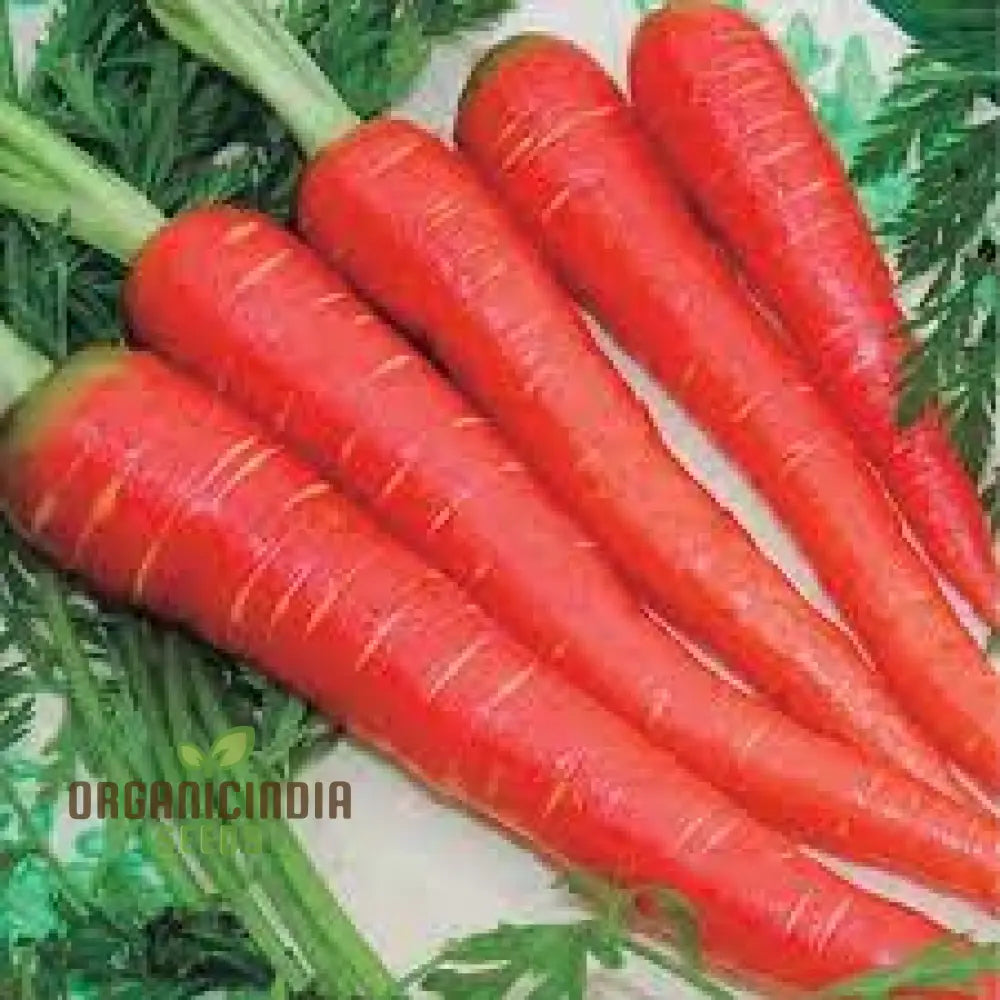 Mature Atomic Red Carrots in Garden, Premium Vegetable Seeds