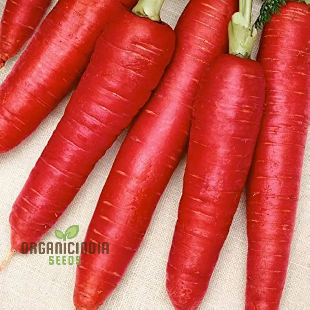 Fresh Atomic Red Carrot Roots, Crisp and Sweet Vegetable Seeds
