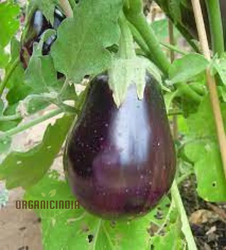 Aubergine Black Beauty Plant Growing in Container, Organic Eggplant Seeds