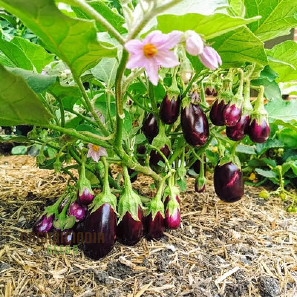 Organic Aubergine Meatball Seeds for Planting, Premium Eggplant Seeds