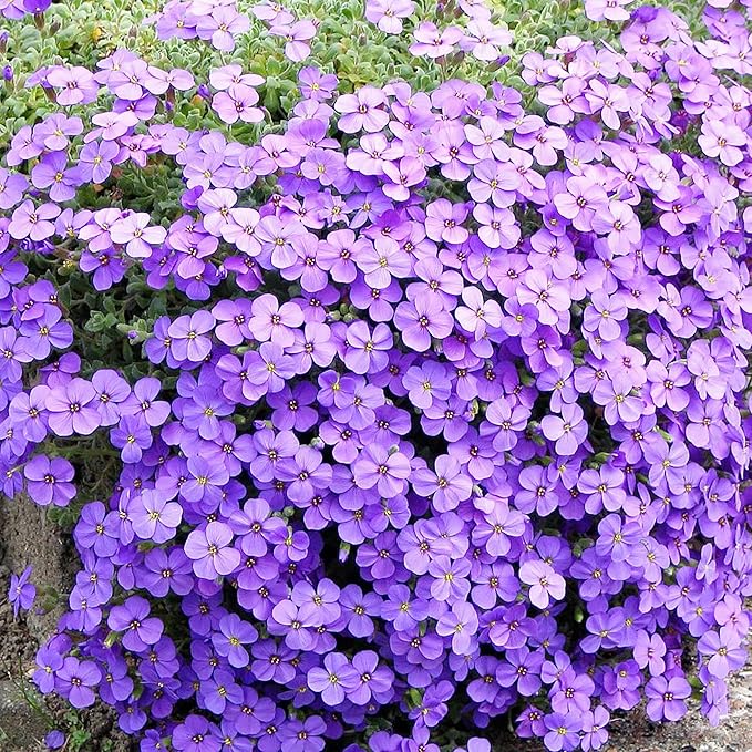 Aubrieta Purple Bloom Seeds for Rock Gardens and Pathways
