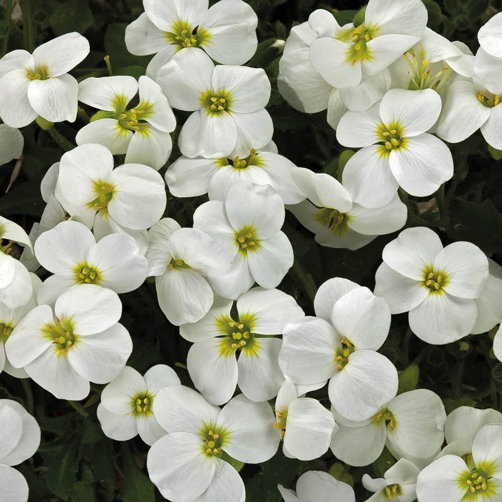 Aubrieta Rock Cascade White Seedling, Easy-to-Grow Rock Garden Plant