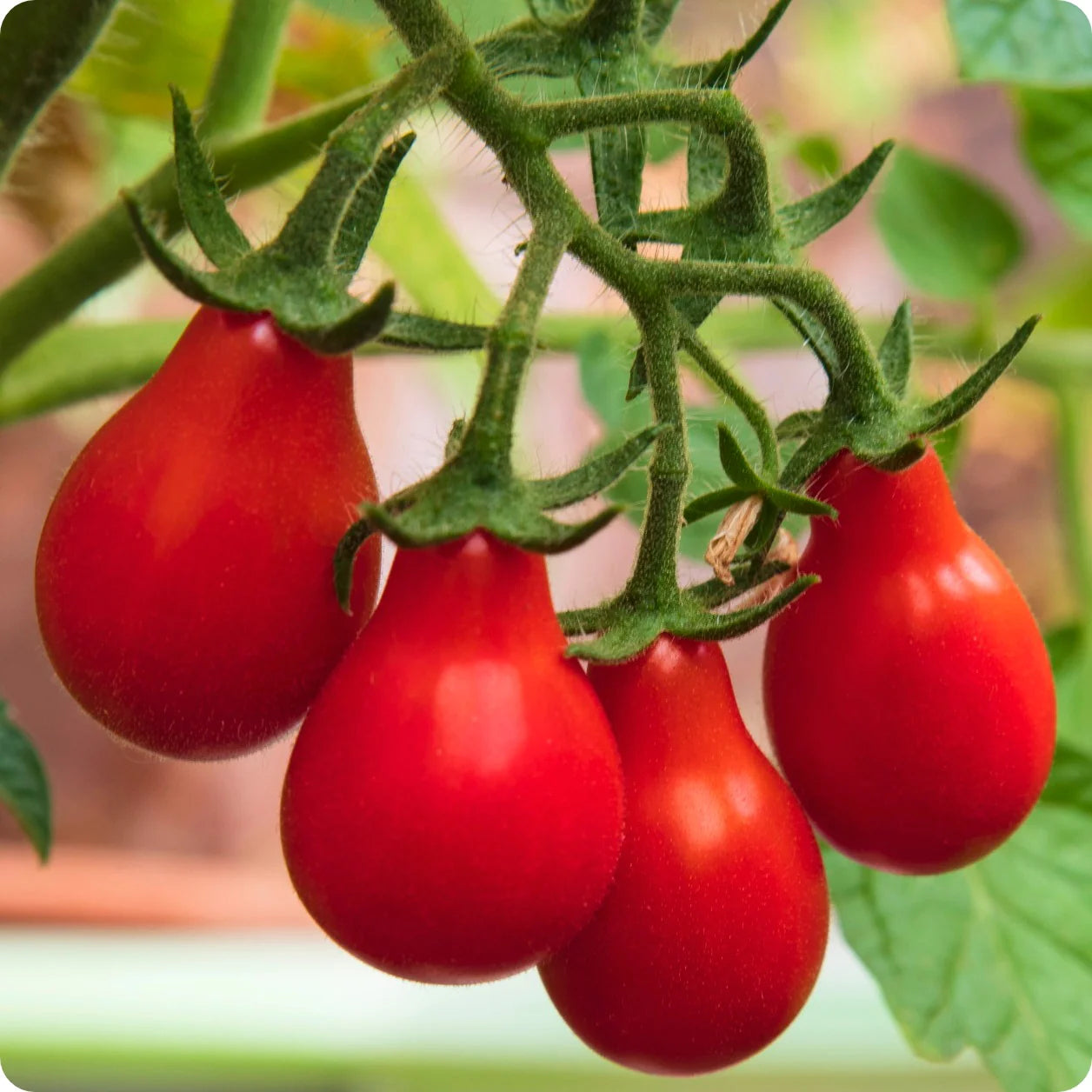 Austin’s Red Pear Tomato Plant from Seeds, Garden Tomato Variety