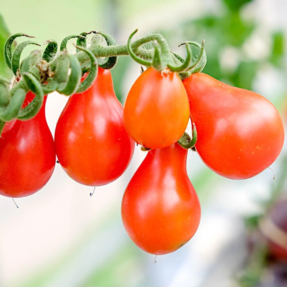Austin’s Red Pear Tomato Seedlings from Seeds, Home Garden Tomatoes