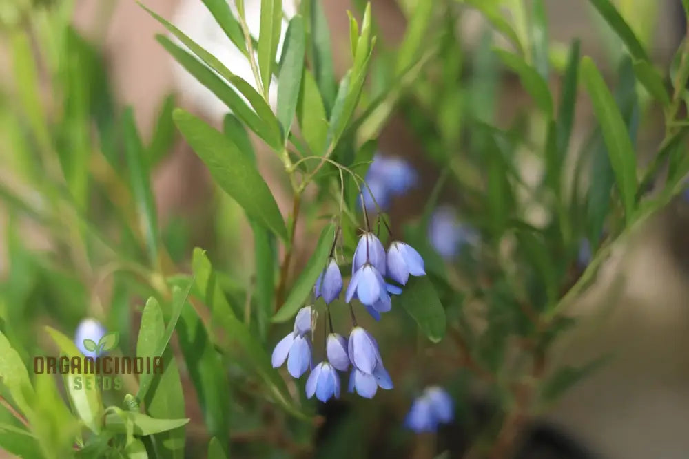 Australian Bluebell seeds growing on trellis for garden