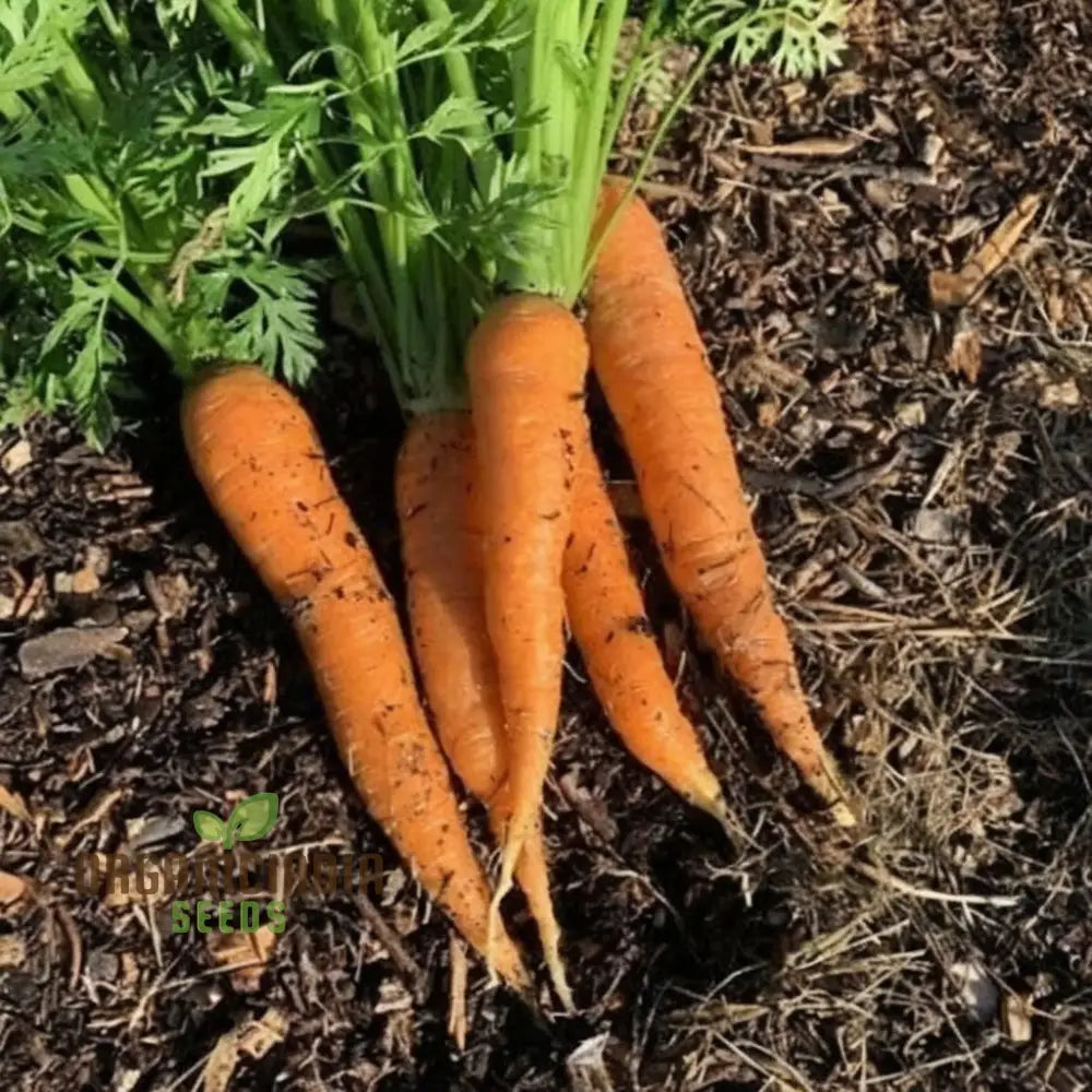 Fresh Harvested Autumn King 2 Carrots from Garden