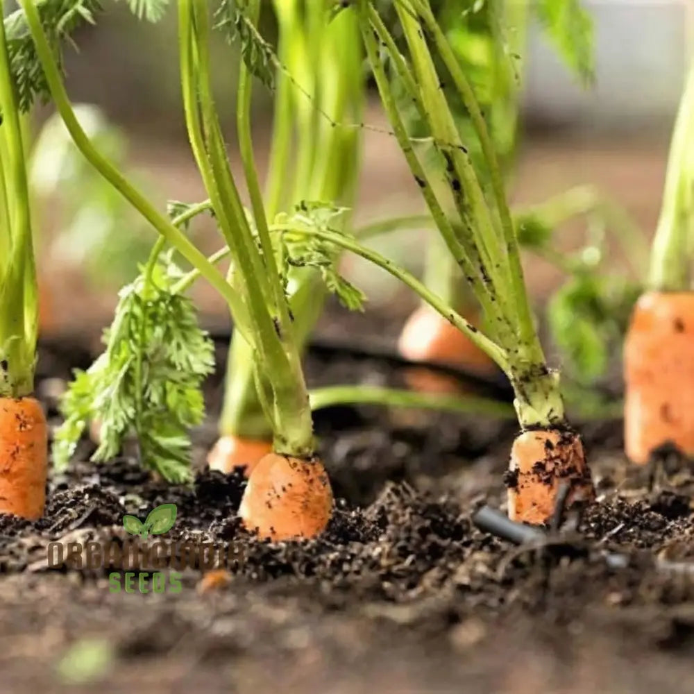 Mature Autumn King 2 Carrot Plants in Home Garden