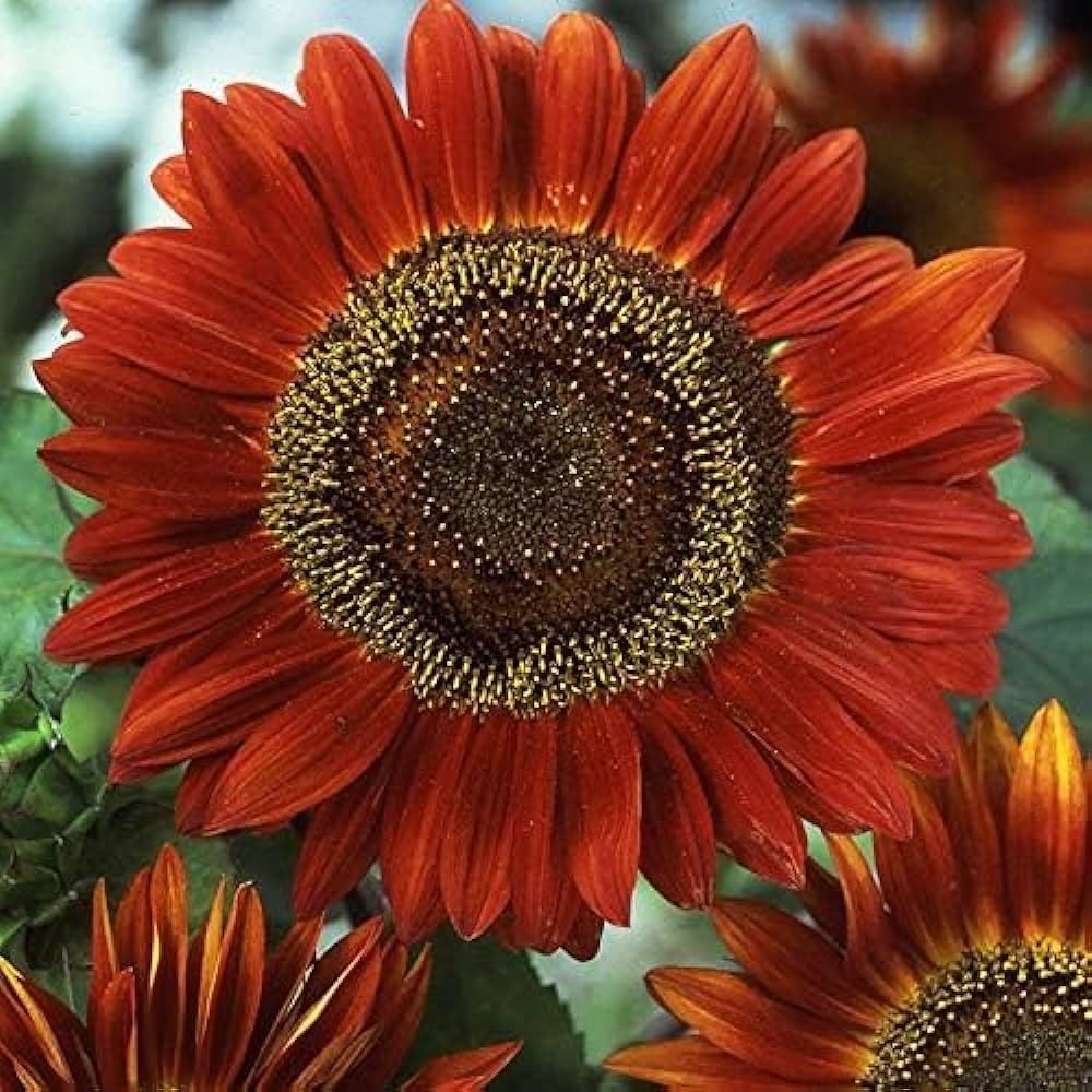Autumn Sunflower Seeds Ideal for Colorful Cut Flower Arrangements