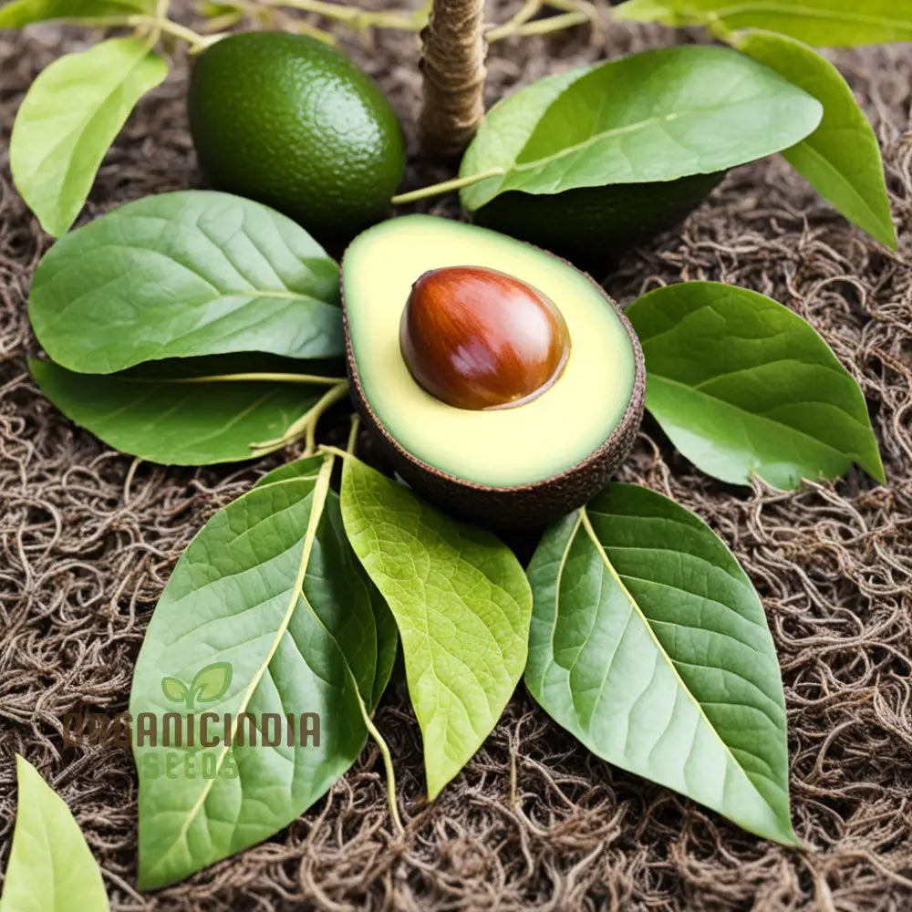 Rare Mexicola Grande avocado seeds for planting in home gardens