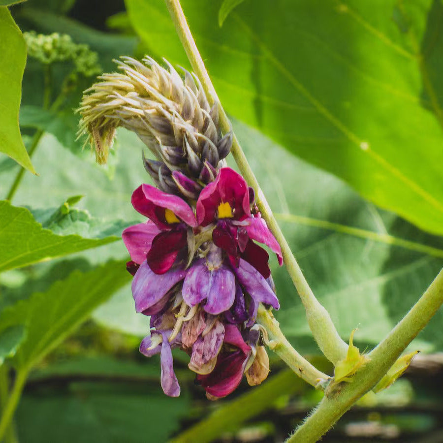 Haz crecer tu jardín con semillas de planta Pueraria Lobata Kudzu, desata la pureza de la naturaleza