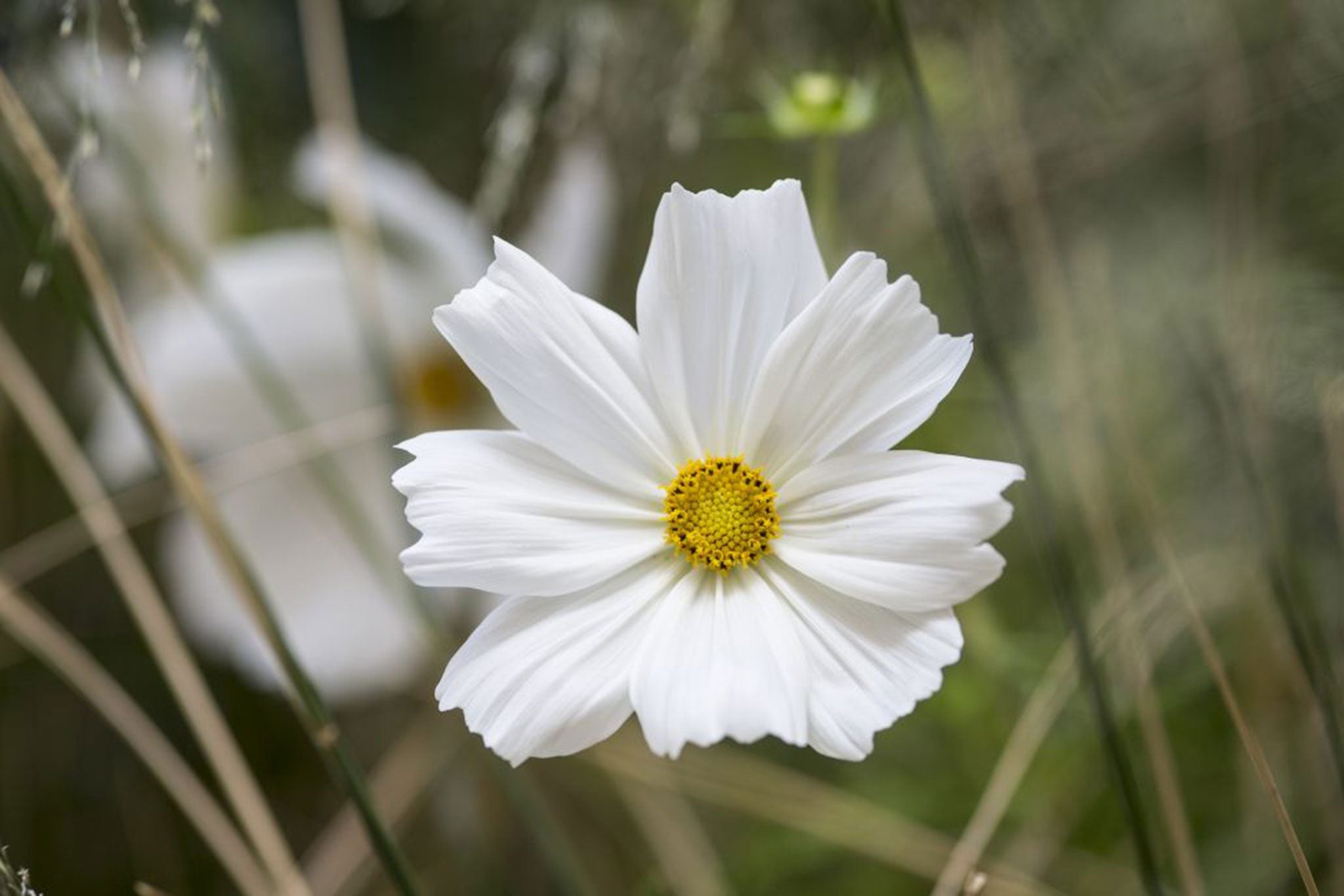 Semi di Fiore di Cosmos Bianco Puro, Fiori Eleganti per il Tuo Giardino
