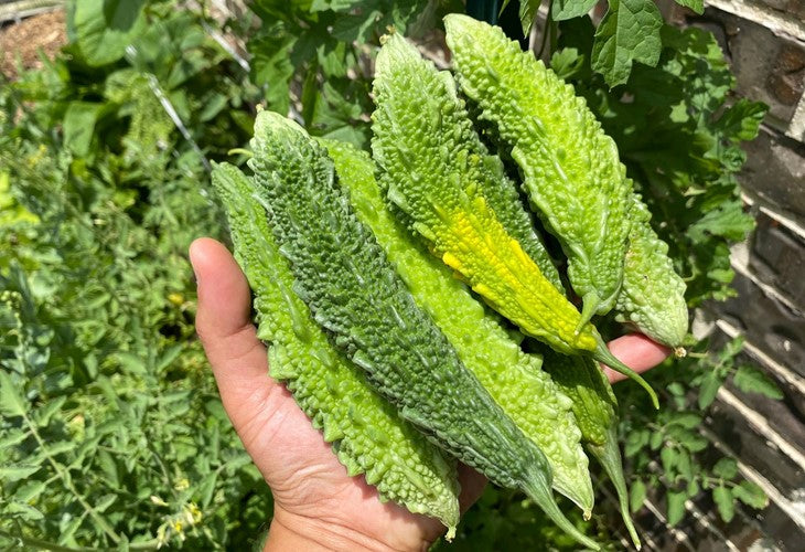 Semillas de Melón Amargo Indio – Karela Heredado para Jardines de Alto Rendimiento