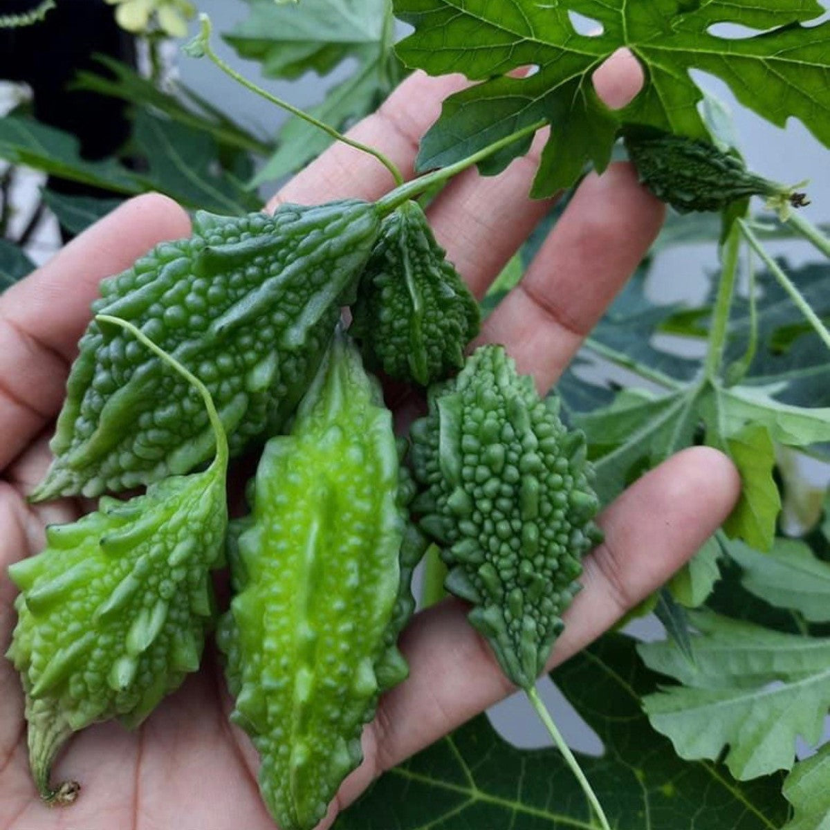 Baby Bitter Gourd Plant from Heirloom Seeds for Home Gardening