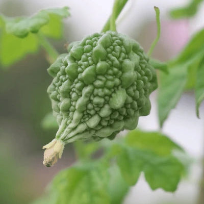Baby Bitter Gourd Seeds Heirloom High-Yield Home Garden Variety