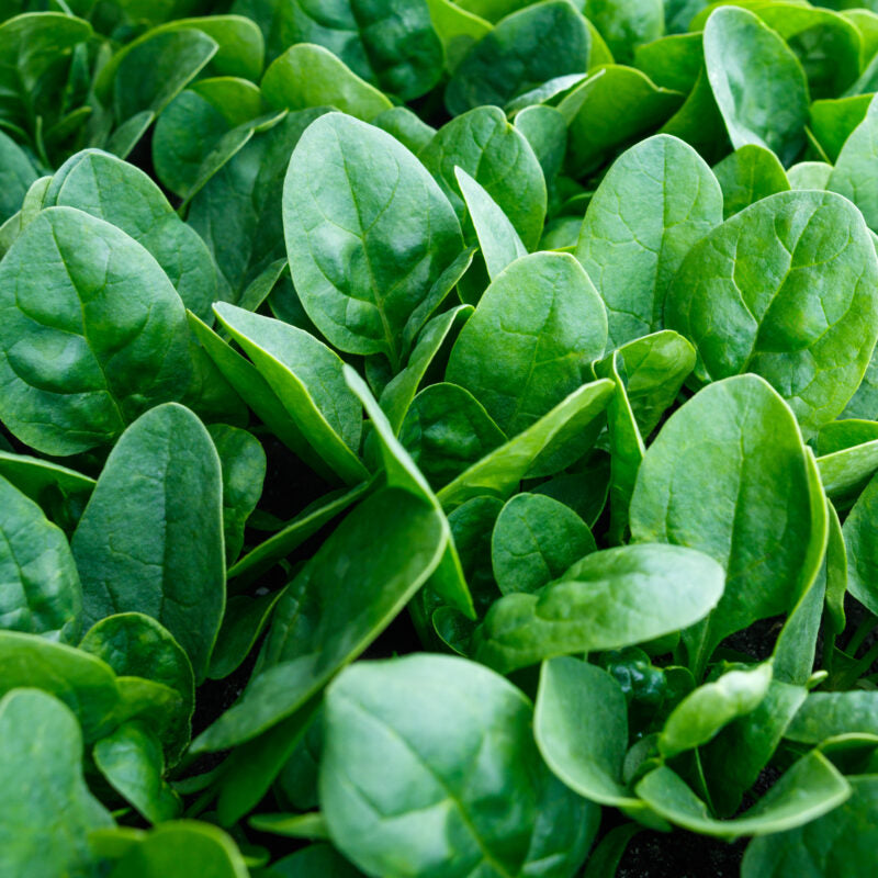 Baby’s Leaf Spinach Seedling Growing from Seeds, Fast-Growing Leafy Vegetable
