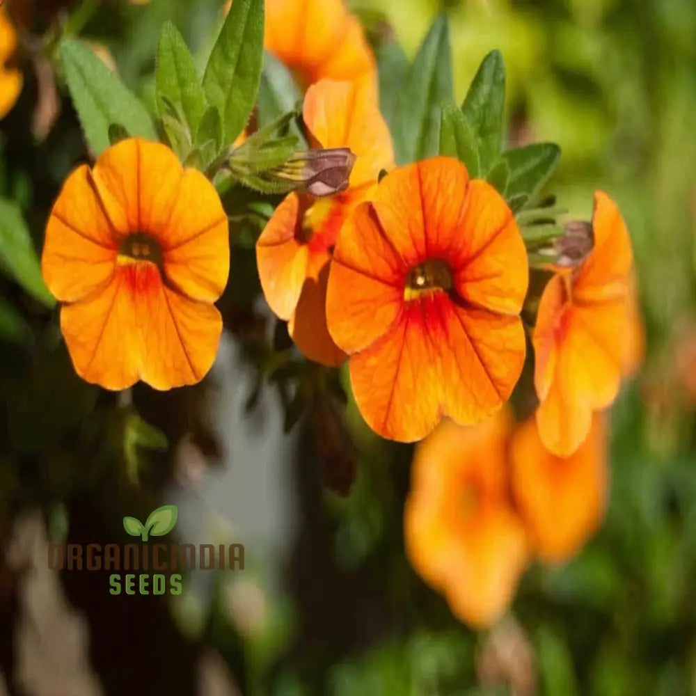 Hanging Petunia Plant Decorating Balcony Rail