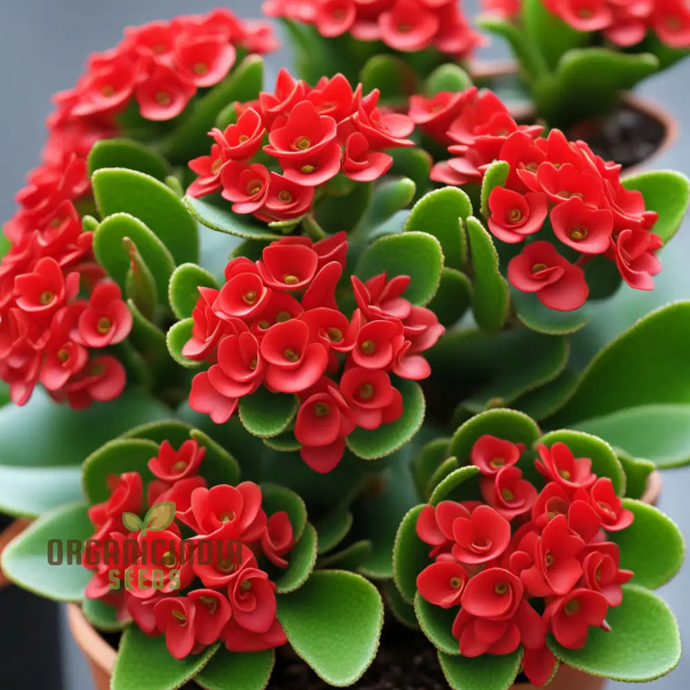 Kalanchoe Growing on Balcony Planter
