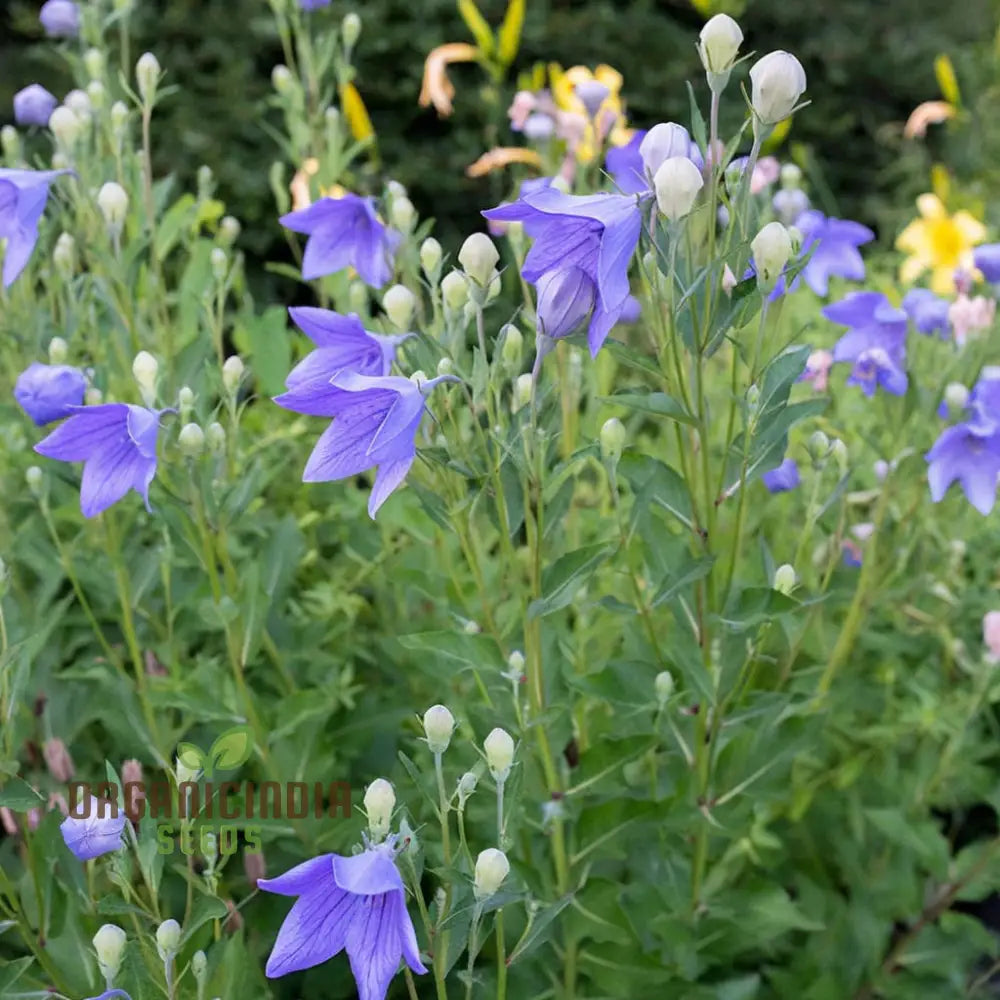 Balloon Flower Seeds for Easy-to-Grow Garden Blooms