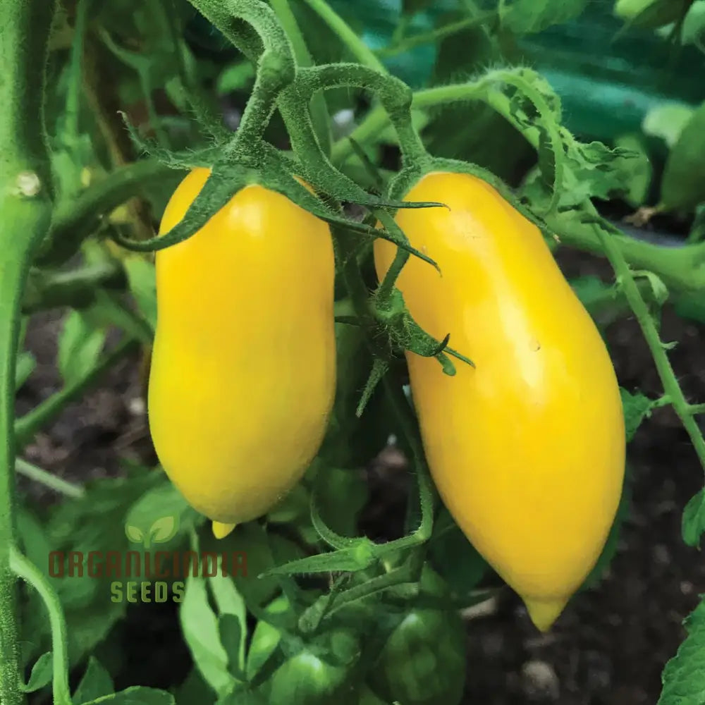 Mature Banana Legs Yellow Tomato Plant from Seeds, High-Yield Vine Variety
