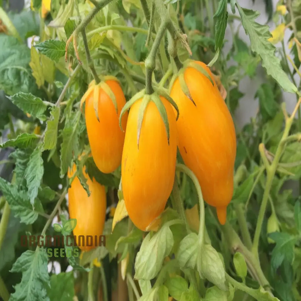 Banana Legs Yellow Tomato Seeds Packet, Heirloom Non-GMO Seeds for Planting