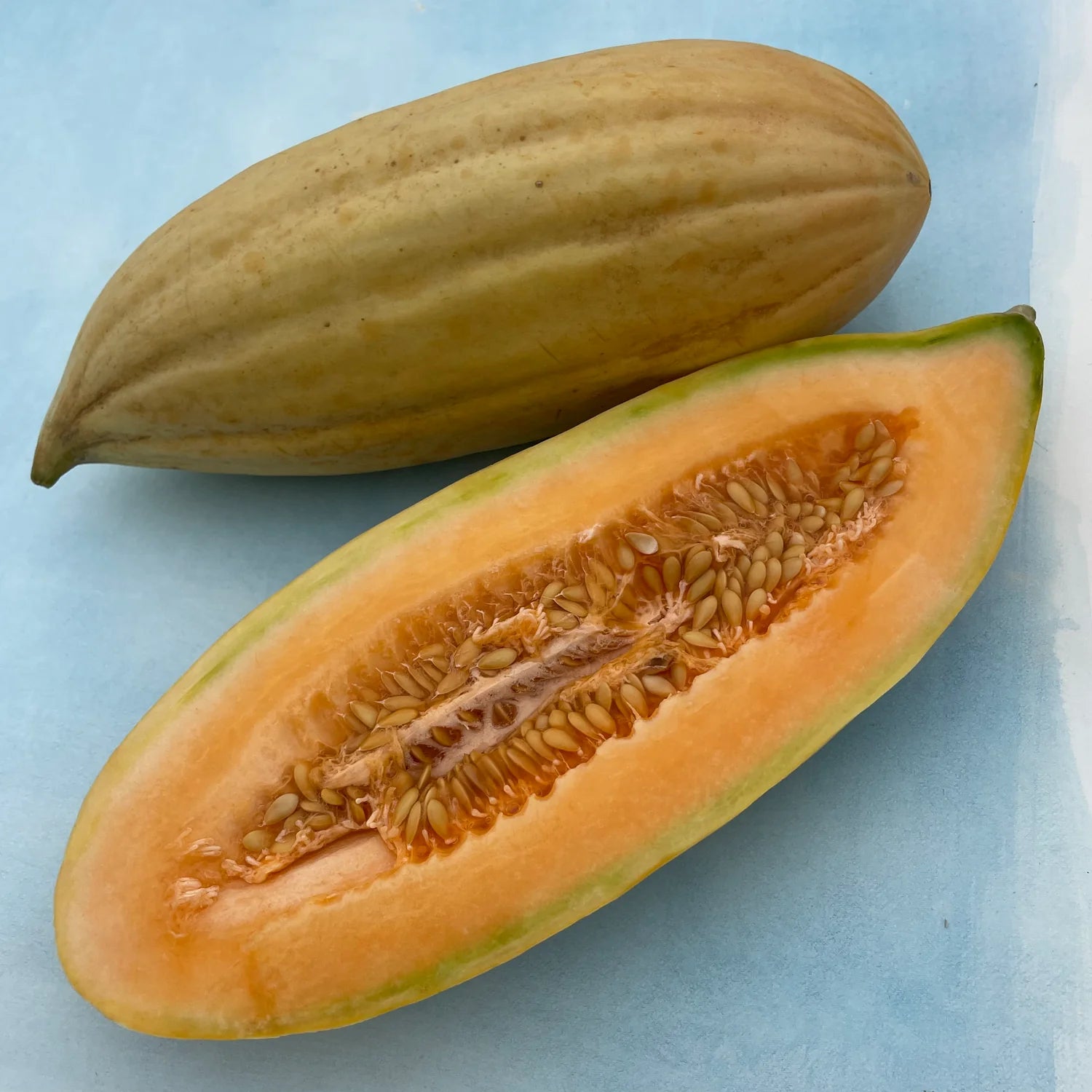 Banana Melon Growing on Vine – Sweet Orange Flesh Melon from Seeds
