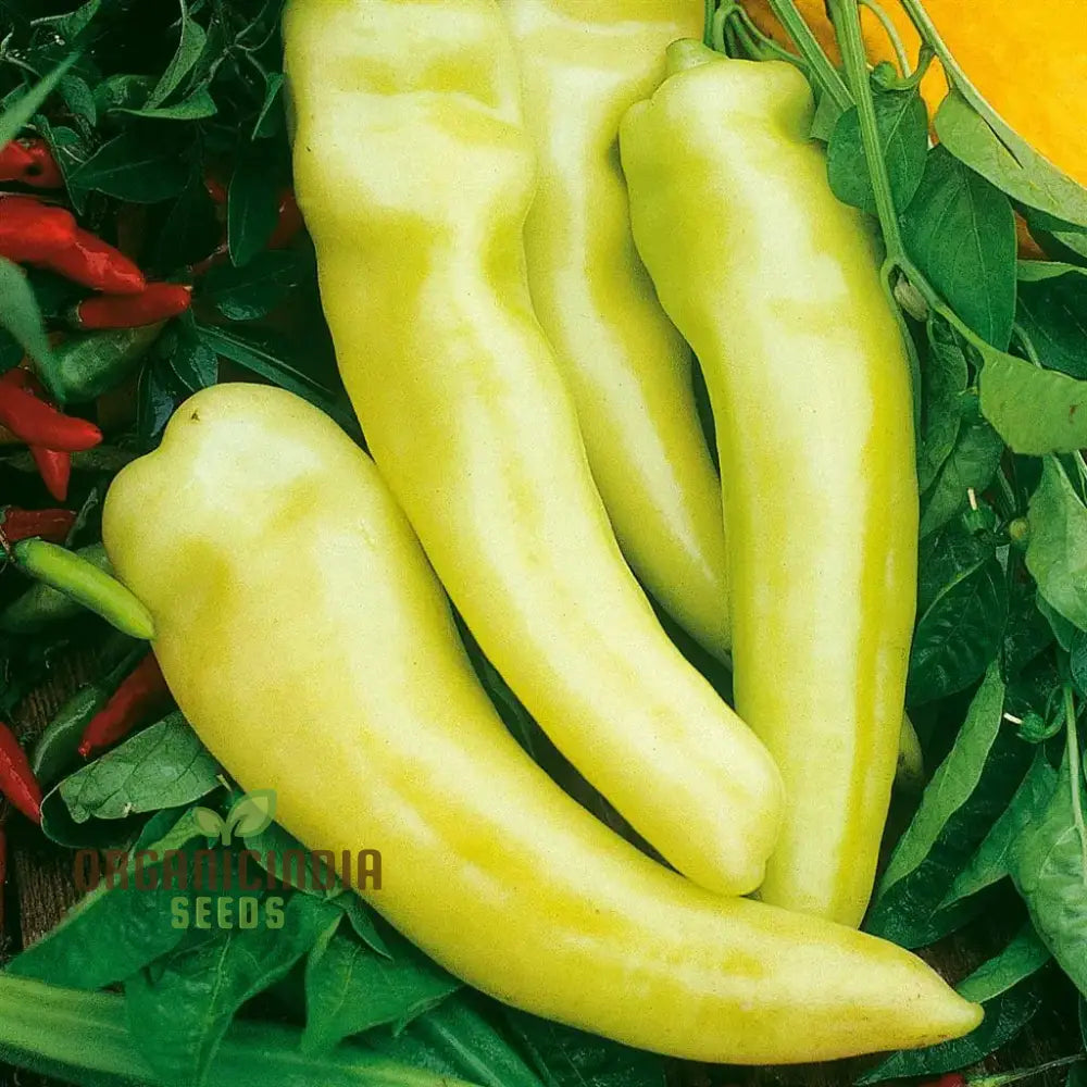 Mature All Season Hybrid Banana Pepper Plant from Seeds, Sweet Peppers