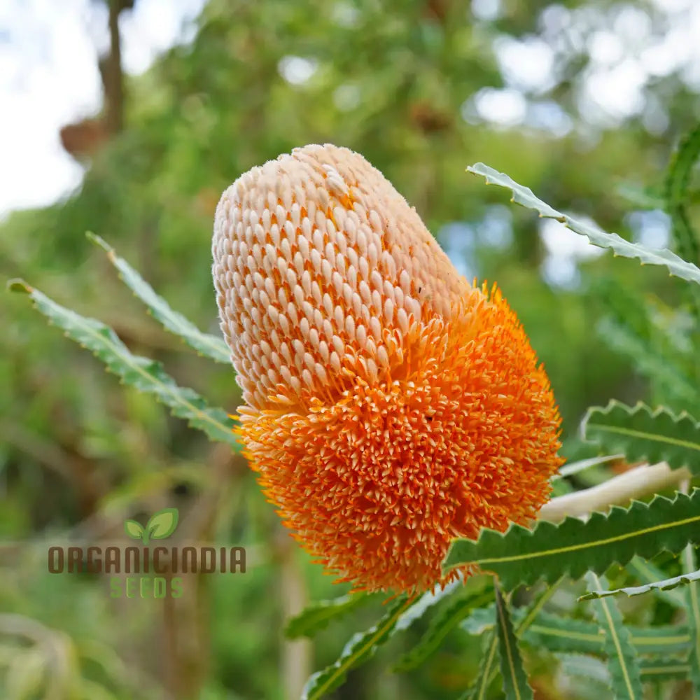 Australian Native Acorn Banksia Plant