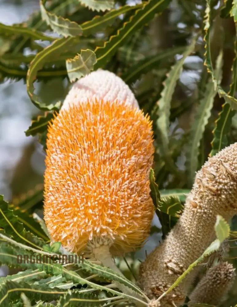 Acorn Banksia Wildflower Growing in Garden