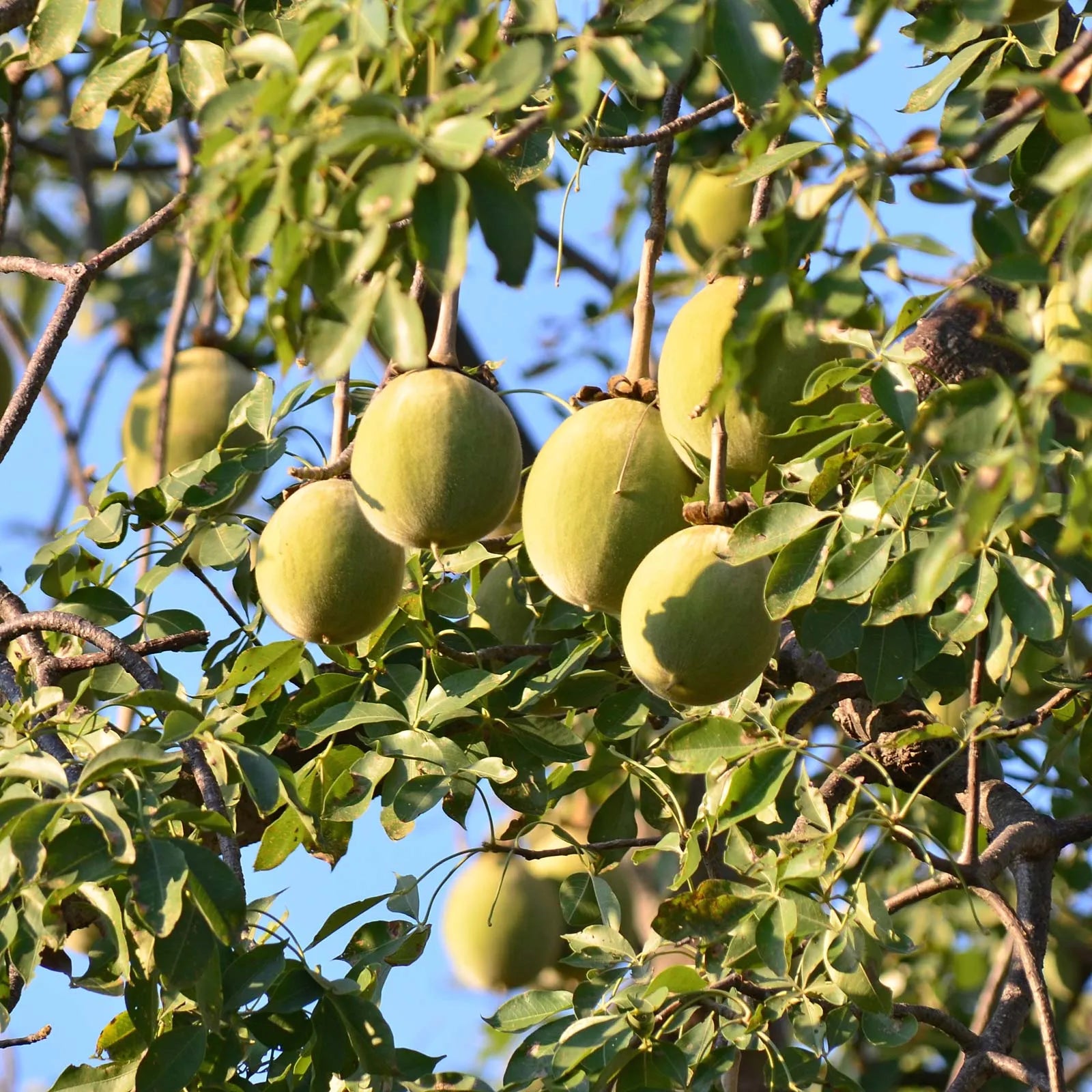 Baobab tree seedlings sprouting from premium seeds