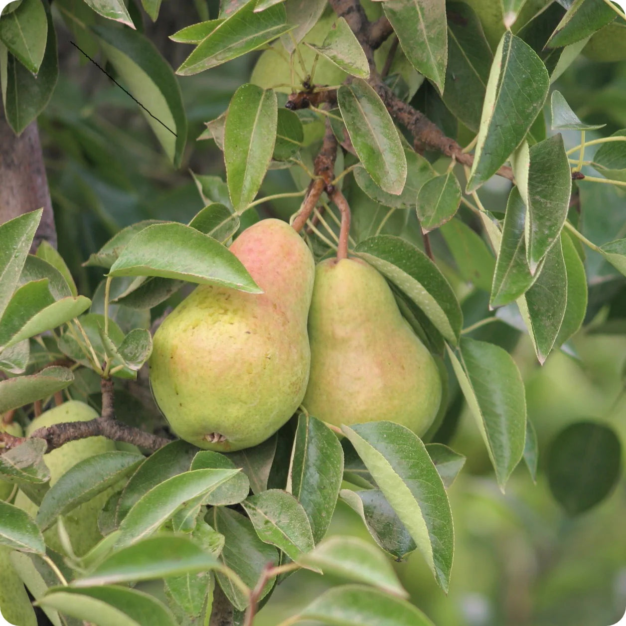 Bartlett pear tree seeds for planting sweet fruit tree