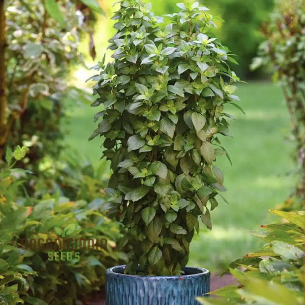 Basil Everleaf Emerald Towers Seeds for Planting Premium Long-Lasting Variety