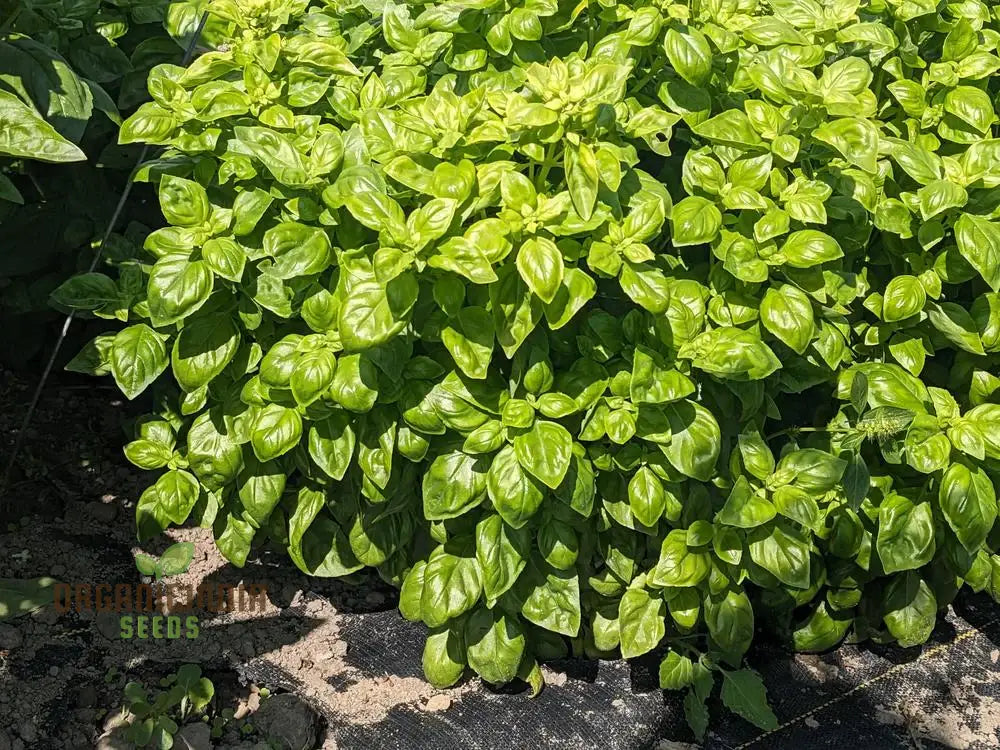Basil Everleaf Emerald Towers Growing in Pots Indoors