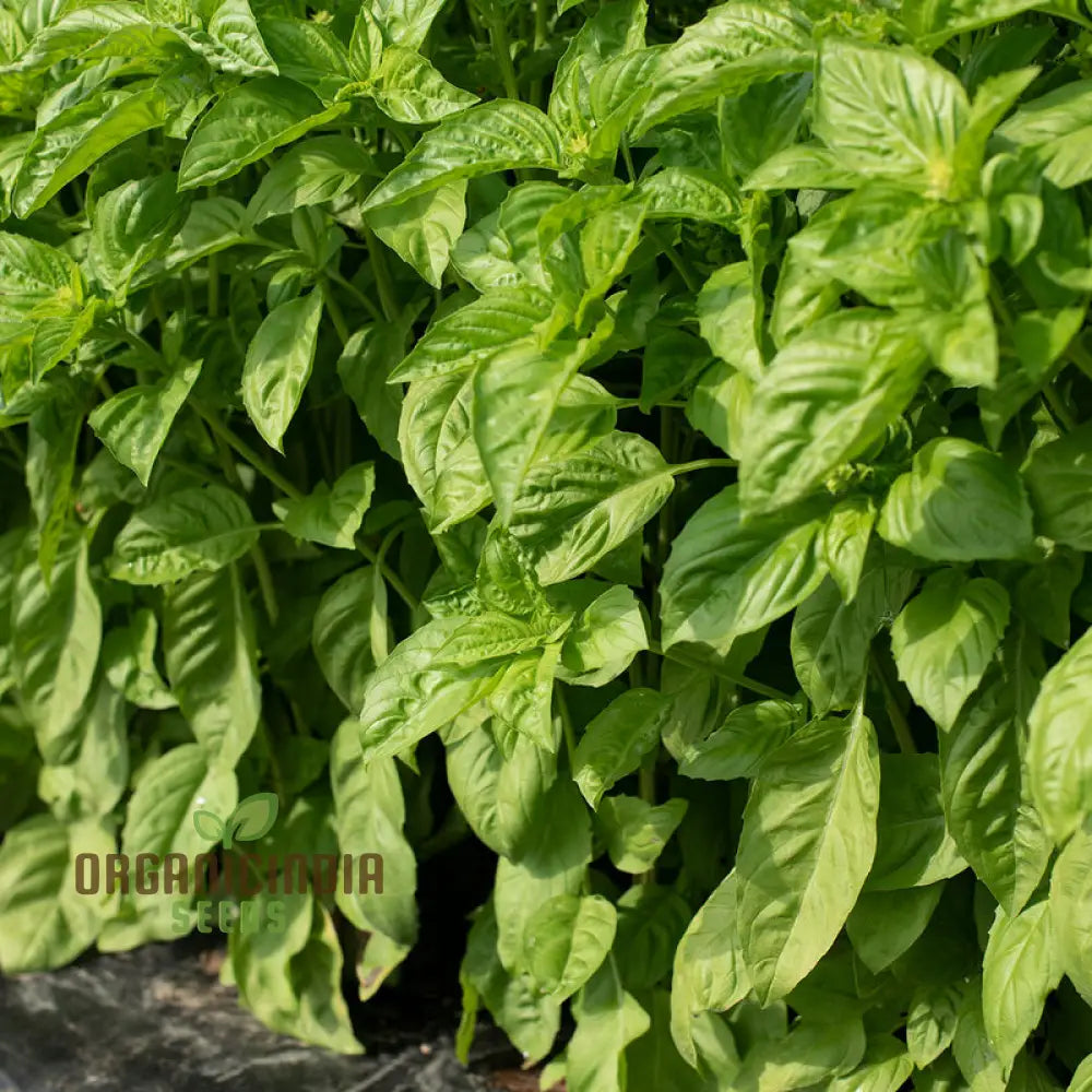 Basil Newton Seedlings Growing in Home Garden Bed