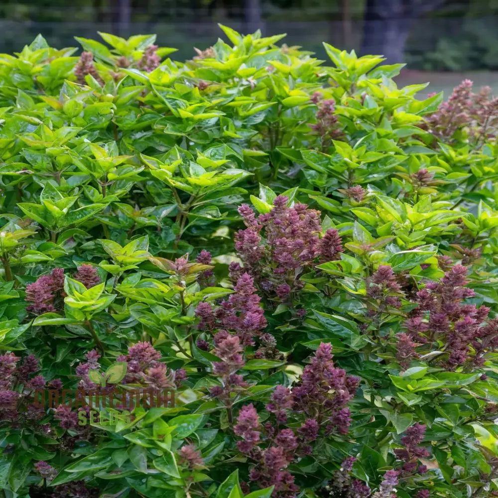 Basil Batik Seeds Growing in Containers – Flavorful Organic Basil Variety