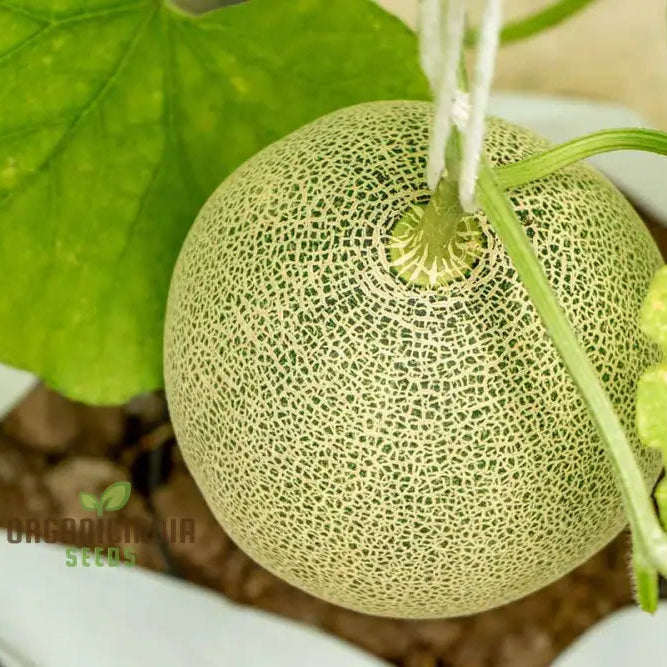 Bask In Garden Splendor Organic Rocky Ford Green Flesh Melon Heirloom Seeds For Planting