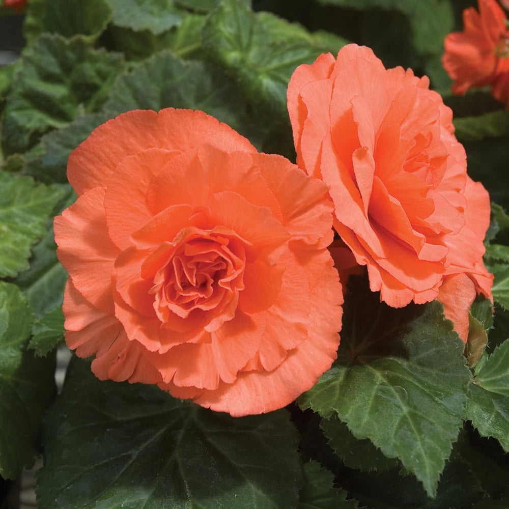 サーモンベゴニアの花の種、柔らかいピーチ色の花、育てやすい、非遺伝子組み換え