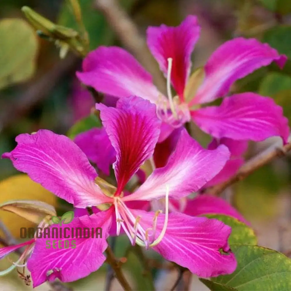 Bauhinia purpurea seeds orchid tree seeds for planting