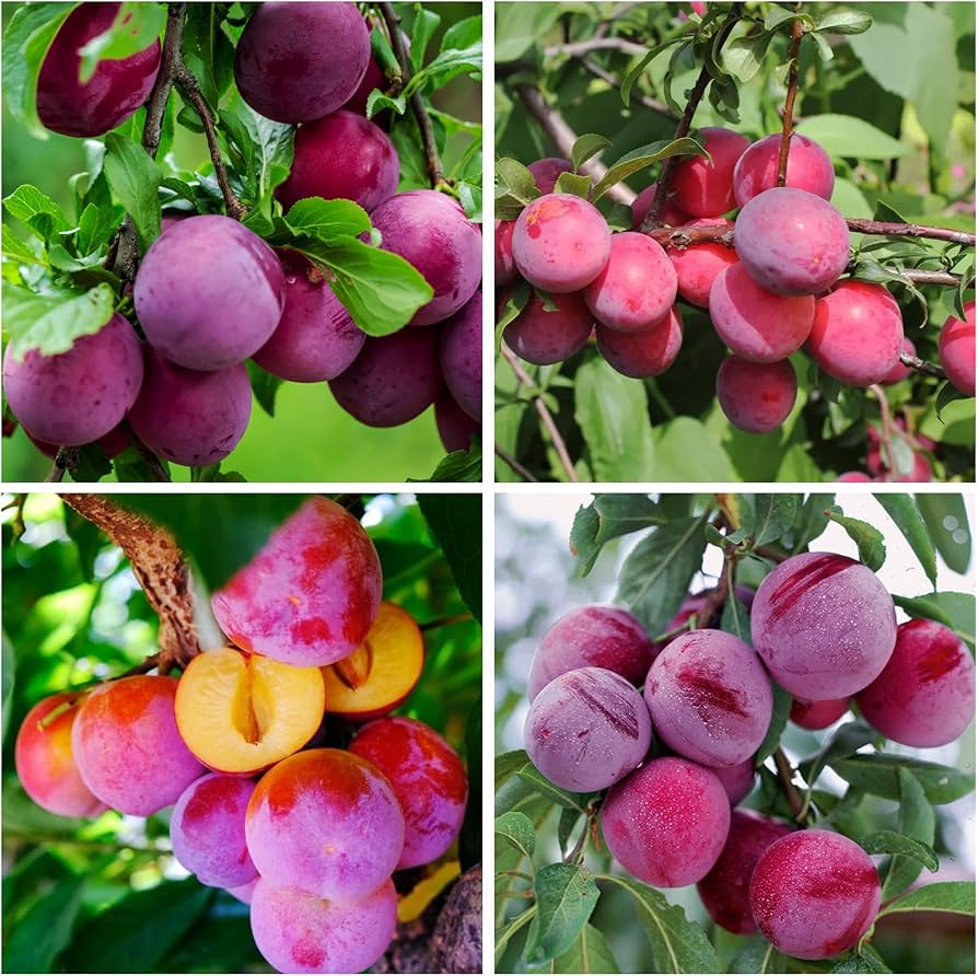 Ripe Purple Beach Plums on Branch
