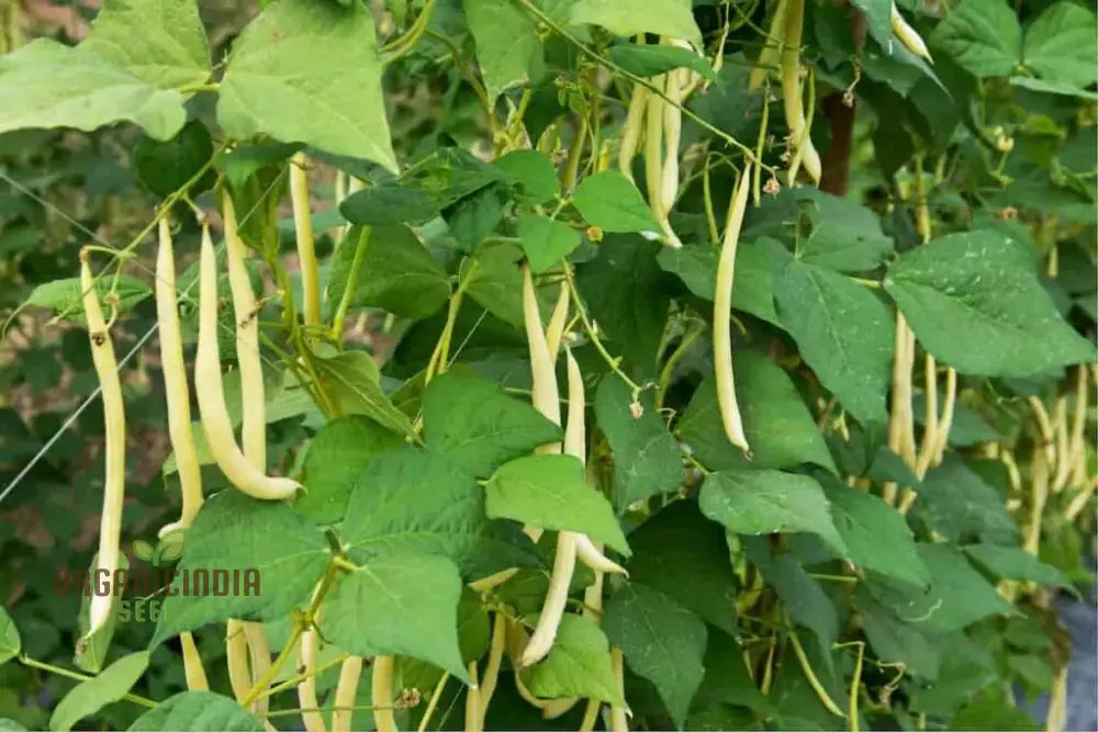 Arikara Yellow Bean Pods on Plant, Heirloom Variety